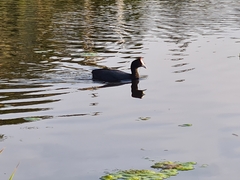 Fulica cristata