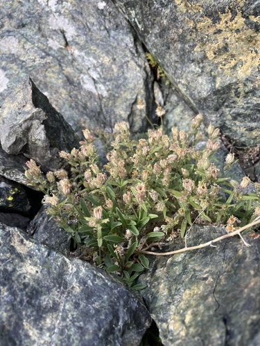Image of Cascade Alpine Campion (Silene suksdorfii) by (c) Matt Berger, some rights reserved (CC BY)