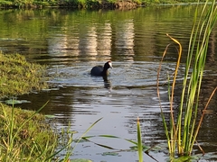 Fulica cristata