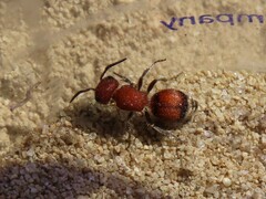 Pseudomethoca simillima