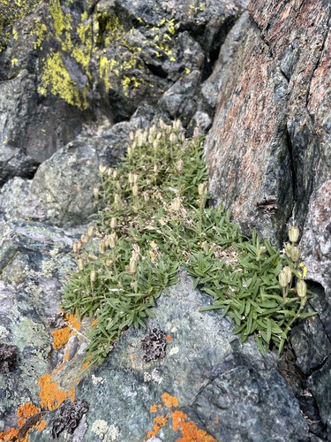 Image of Cascade Alpine Campion (Silene suksdorfii) by (c) Matt Berger, some rights reserved (CC BY)
