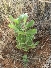 Cistus albidus