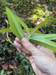 Smilax laurifolia