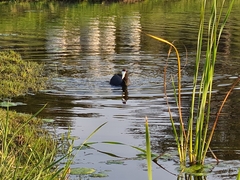 Fulica cristata