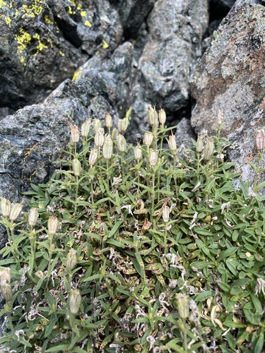 Image of Silene suksdorfii by (c) Matt Berger, some rights reserved (CC BY)