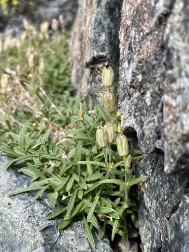 Cascade Alpine Campion (Silene suksdorfii)