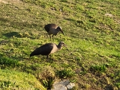 Bostrychia hagedash hagedash