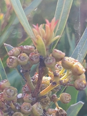 Metrosideros angustifolia