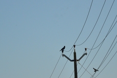 Corvus macrorhynchos