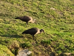 Bostrychia hagedash hagedash