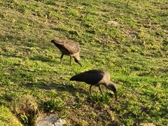 Bostrychia hagedash hagedash