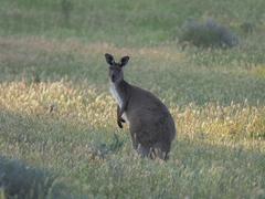 Macropus fuliginosus
