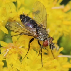 Clausicella setigera