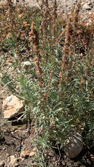 Artemisia dracunculus