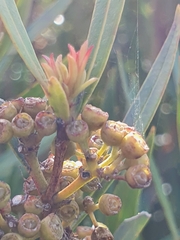 Metrosideros angustifolia