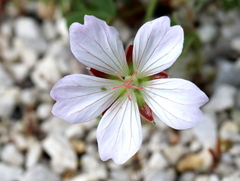 Geranium incanum