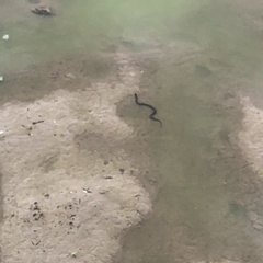 Nerodia sipedon