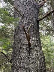 Pinus strobus