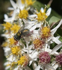 Lucilia