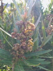 Metrosideros angustifolia