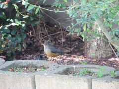 Turdus olivaceus olivaceus