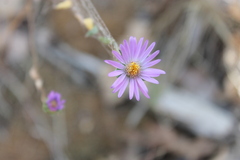 Symphyotrichum pratense