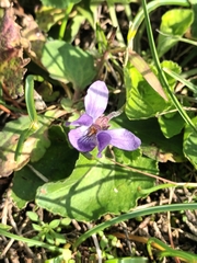 Viola odorata