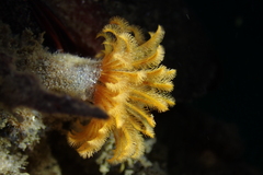 Eudistylia polymorpha