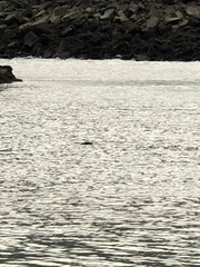 Phoca vitulina richardii