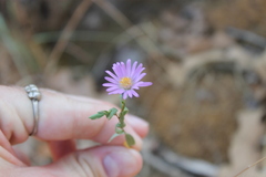 Symphyotrichum pratense