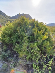 Metrosideros angustifolia