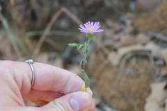 Symphyotrichum pratense