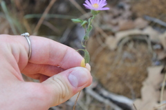 Symphyotrichum pratense