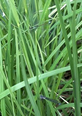 Coenagrion armatum