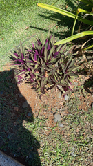 Tradescantia spathacea