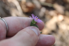 Symphyotrichum pratense