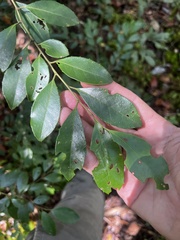 Ilex coriacea