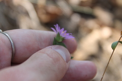 Symphyotrichum pratense