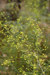 Pimelea flava flava