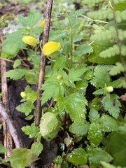 Calceolaria
