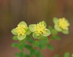Pimelea flava flava