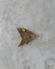 Scybalistodes periculosalis