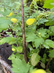 Calceolaria