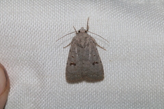 Caradrina kadenii