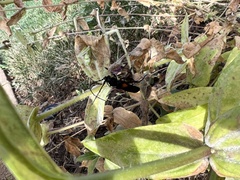 Tragidion coquus