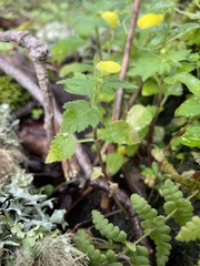 Calceolaria