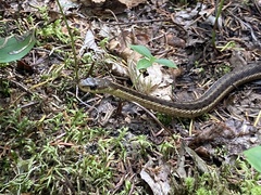 Thamnophis sirtalis pallidulus