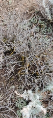 Syntrichia ruralis