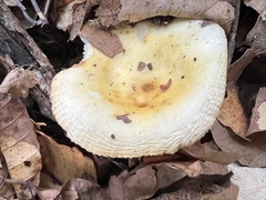 Russula solaris