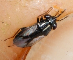 Geocoris